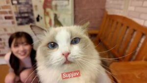 FC2PPV 4511406 9日まで1490pt!!! ※可愛すぎ超レア 猫カフェデートで猫にメロメロ「可愛い..」、デート後俺のムスコにも夢中だったのは二人だけの内緒