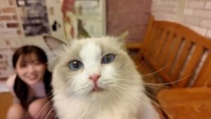 FC2PPV-4511406 Too cute! Super rare! She was crazy about the cats on a date at a cat cafe. “So cute…” After the date, she was crazy about my dick too. It’s a secret between the t